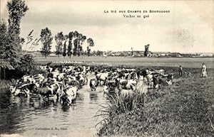 Ansichtskarte / Postkarte La Vie aux Champs in Burgund, Kühe an der Furt