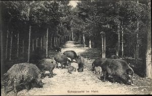 Bild des Verkufers fr Ansichtskarte / Postkarte Schwarzwild im Harz, Wildschweine zum Verkauf von akpool GmbH