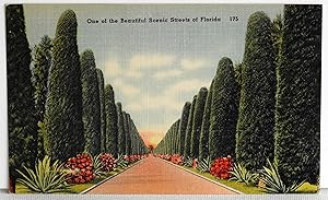 Image du vendeur pour One of the Beautiful Scenic Streets of Florida - Postcard mis en vente par Argyl Houser, Bookseller