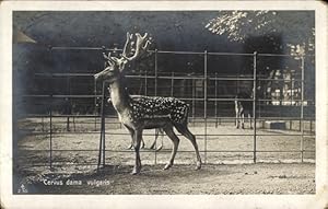 Ansichtskarte / Postkarte Cervus dama vulgaris, Dahmhirsch