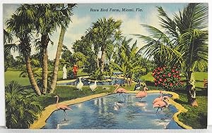 Imagen del vendedor de Rare Bird Farm, Miami, Fla. - Postcard a la venta por Argyl Houser, Bookseller