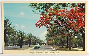 Bild des Verkufers fr Royal Poinciana Trees, Miami, Fla. - Postcard zum Verkauf von Argyl Houser, Bookseller