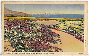 Seller image for Fields of Desert Sunshine and Wild Verbenas near Palm Springs - Postcard for sale by Argyl Houser, Bookseller