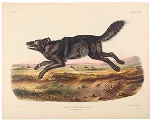 Black American Wolf from The Viviparous Quadrupeds of North America