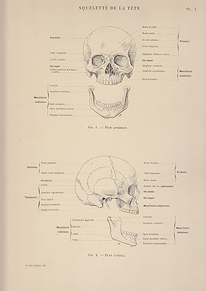 Image du vendeur pour Anatomie artistique. Description des formes extrieures du corps humain au repos et dans les principaux mouvements (planches 1-86) mis en vente par LIBRAIRIE PIMLICO