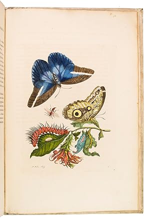 Immagine del venditore per Metamorphosis insectorum Surinamensium. .Amsterdam, for the author, 1705. Large folio (ca. 54 x 37 cm). With an engraved title-vignette and 60 contemporary hand-coloured, numbered copper engraved plates, the title-vignette is partially covered by another engraving (from Merian's Caterpillar book) and Merian's portrait, engraved by J. Houbraken, mounted on the verso of the title-page. Contemporary blind-tooled parchment by the so-called Quatrefoil Bindery in Amsterdam (Storm van Leeuwen) sewn on 12 supports with corresponding raised bands on the spine. Stored in a modern, custom-made white and sprinkled brown paper case, with a large title-label lettered in gold on the front board and a brown leather title-label lettered in gold on the spine, white ties. venduto da Antiquariaat FORUM BV