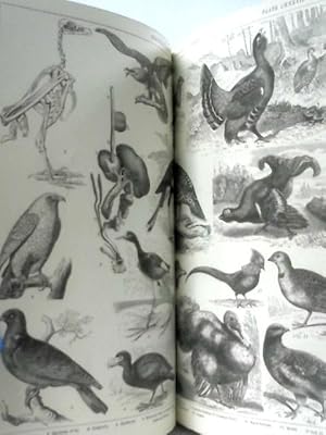 Vintage 1881 Plate Collection Printed by Blackie & Son, of Ships, Animals etc.