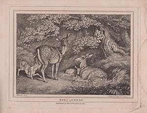 Seller image for Does & Fawns. for sale by Bristow & Garland