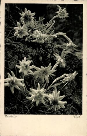 Ansichtskarte / Postkarte Blumen, Edelweiß