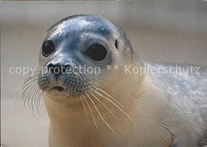 Bild des Verkufers fr Postkarte Carte Postale 71989940 Seehunde Robben Zeehondenopvang Ecomare Tiere zum Verkauf von Versandhandel Boeger