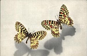 Bild des Verkufers fr Postkarte Carte Postale 71548209 Schmetterlinge Thais Zerynthia Polyxena-Creusa Rumina Medesicaste Tier zum Verkauf von Versandhandel Boeger