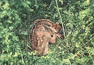 Immagine del venditore per Postkarte Carte Postale 72509392 Reh Fauna Parco Nazionale d Abruzzo Mammiferi Giovane Cerbiatto Tiere venduto da Versandhandel Boeger