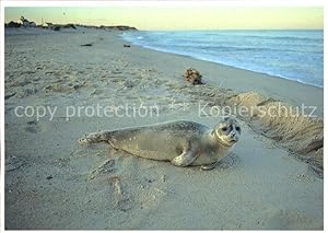 Immagine del venditore per Postkarte Carte Postale 72602345 Seehunde Robben Cape Cod National Seashore Tiere venduto da Versandhandel Boeger