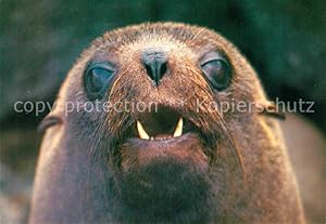 Seller image for Postkarte Carte Postale 72622575 Seehunde Robben Ecuador Galapagos Isla Santiago Lobo de Dos Pelos Tiere for sale by Versandhandel Boeger