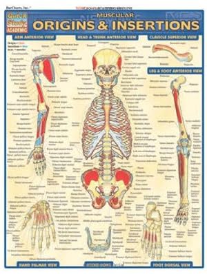 Bild des Verkufers fr Muscular Origins & Insertions (Quick Study Academic) zum Verkauf von WeBuyBooks