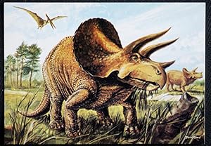 Triceratops Postcard