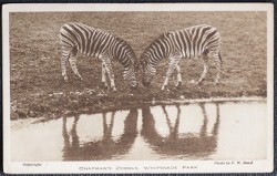 Immagine del venditore per Chapman's Zebras Whipsnade Postcard venduto da Postcard Anoraks