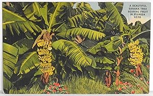 Image du vendeur pour A Beautiful Banana Tree Bearing Fruit in Florida - Postcard mis en vente par Argyl Houser, Bookseller