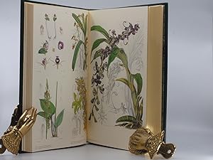 Orchids from Curtis's Botanical Magazine: Sprunger, Samuel