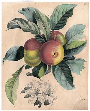Antique Print-FRUIT-APPLE-LEAFS-FLOWER-BUD-TREE-Anonymous-1844