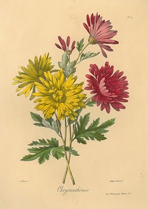 BLUMEN. - Chrysanthemen. "Chrysanthêmes" mit Blüten in Gelb und Rot.
