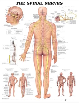 Seller image for The Spinal Nerves Anatomical Chart (Poster) for sale by BargainBookStores