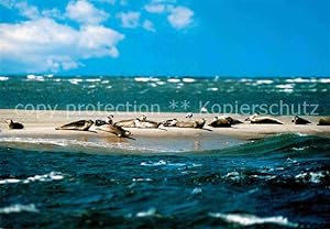 Bild des Verkufers fr Postkarte Carte Postale 72717723 Seehunde Robben Tiere zum Verkauf von Versandhandel Boeger