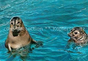 Bild des Verkufers fr Postkarte Carte Postale 72655562 Seehunde Robben Tiere zum Verkauf von Versandhandel Boeger