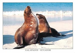 Bild des Verkufers fr Postkarte Carte Postale 72685794 Seehunde Robben Isla Espanola Bahia Gardner Lobo de Mar Seeloewe Tiere zum Verkauf von Versandhandel Boeger