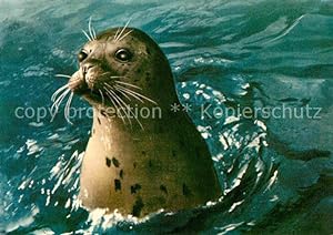 Bild des Verkufers fr Postkarte Carte Postale 72658491 Seehunde Robben Tiere zum Verkauf von Versandhandel Boeger