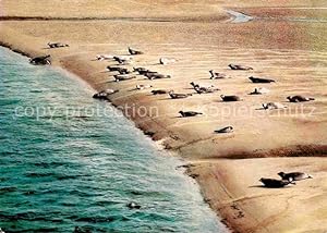 Bild des Verkufers fr Postkarte Carte Postale 72694289 Seehunde Robben Sandbank Tiere zum Verkauf von Versandhandel Boeger