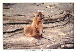 Bild des Verkufers fr Postkarte Carte Postale 72685796 Seehunde Robben Isla Santiago Puerto Egas Lobo de Mar Seeloewe Tiere zum Verkauf von Versandhandel Boeger