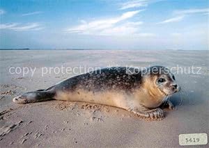 Bild des Verkufers fr Postkarte Carte Postale 72693259 Seehunde Robben Phoca vitulina Phoque Seal Tiere zum Verkauf von Versandhandel Boeger