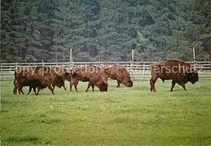 Bild des Verkufers fr Postkarte Carte Postale 72790670 Tiere Wisent Jagdschloss Eulbach Englischer Garten Tiere zum Verkauf von Versandhandel Boeger