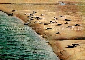 Bild des Verkufers fr Postkarte Carte Postale 72816908 Seehunde Robben Sandbank Tiere zum Verkauf von Versandhandel Boeger