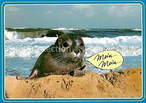 Bild des Verkufers fr Postkarte Carte Postale 72858613 Seehunde Robben Tiere zum Verkauf von Versandhandel Boeger