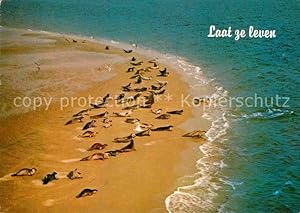 Bild des Verkufers fr Postkarte Carte Postale 72858615 Seehunde Robben Tiere zum Verkauf von Versandhandel Boeger