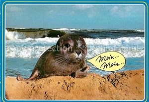 Bild des Verkufers fr Postkarte Carte Postale 72904910 Robben Seehunde zum Verkauf von Versandhandel Boeger