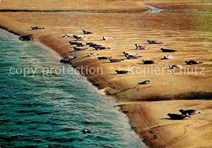 Bild des Verkufers fr Postkarte Carte Postale 72818670 Seehunde Robben Sandbank Tiere zum Verkauf von Versandhandel Boeger