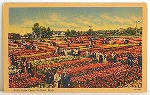 Image du vendeur pour Nelis Tulip Farm, Holland, Mich. - Postcard mis en vente par Argyl Houser, Bookseller