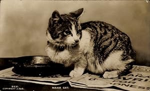 Ansichtskarte / Postkarte Katze beim Essen, Zeitung, Tierportrait