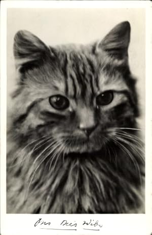 Ansichtskarte / Postkarte Getigerte Katze, Tierportrait