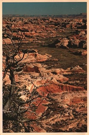 Imagen del vendedor de scenic postcard: Canyonlands National Park, Utah a la venta por Mobyville