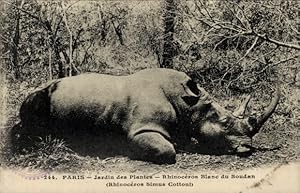 Ansichtskarte / Postkarte Paris V, Jardin des Plantes, Breitmaulnashorn des Sudan