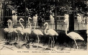 Ansichtskarte / Postkarte Paris V, Jardin des Plantes, Die rosa Flamingos