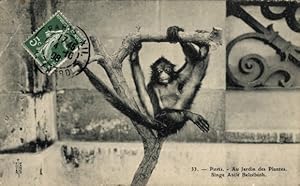 Ansichtskarte / Postkarte Paris V, Jardin des Plantes, Monkey Atele Belzebuth