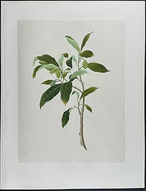 Tea Plant