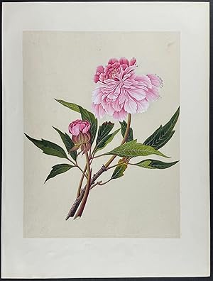 Peony