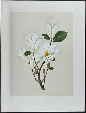 Magnolia