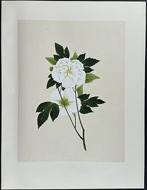 Cotton Rose or Confederate Rose